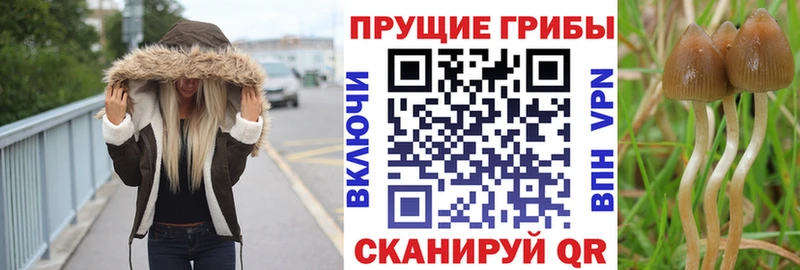 Купить где  Россошь  Галлюциногенные грибы Cubensis 